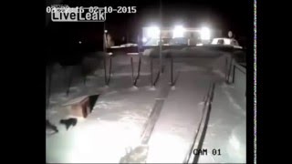 kurda av olan ev köpeği vahşi yaşam rusya yanki24.com kurda av olan ev köpeği vahşi yaşam rusya yanki24.com