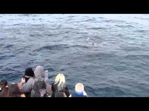 killer whale
