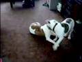 Antiguo Bulldog Inglés video
