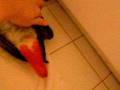 videos de Birdie Burrito!!!! Two