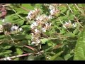 Great Golden Digger Wasp and others Great Golden Digger Wasp and others