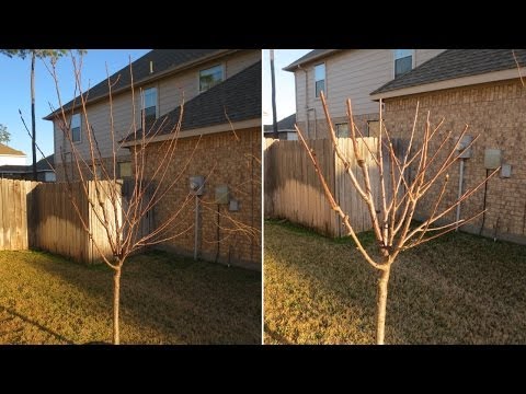 how to prune an apple tree