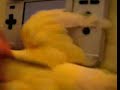 Agapornis + EBA = diversão