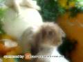 Kaninchen von Kaninchenhimmel