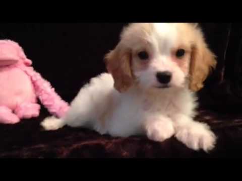 Happy Little CAVA-POO Female
