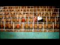 4 Strings - Diving