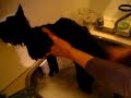 sheeba deeba doo