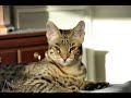 AJSavannahs F2B Savannah kittens, brother Sambu and Toki from our F1 Savannah cat Kboo and F6 Savannah Mbau. Sambu will be huge, he's already over 17 pounds at seven months of age. He'll rival my Baby Harvey when full-grown.