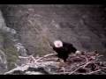 videos de West End Nest .. 1/8/09 ... Wray defends her nest