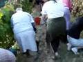 Vindima Santo Aleixo