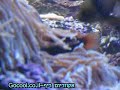 reef aquarium-???????? ???