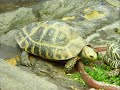 Taronga Zoo - Sydney Australia