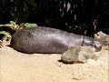 Taronga Zoo - Sydney Australia