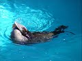 Taronga Zoo - Sydney Australia