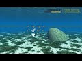 Underwater.wmv