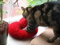 Dikke poes doet hartmassage