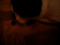 Spinita - the cat loves olives (playful cat)