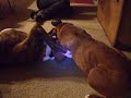 cassius and ginger