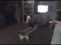 English Mastiff Vs. Robo-Pup English Mastiff Vs. Robo-Pup