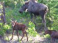 moose at breakfast moose at breakfast