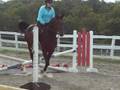 colt jumping.MOV