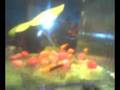 videos de My play fry changed color in 5 days!!!!!