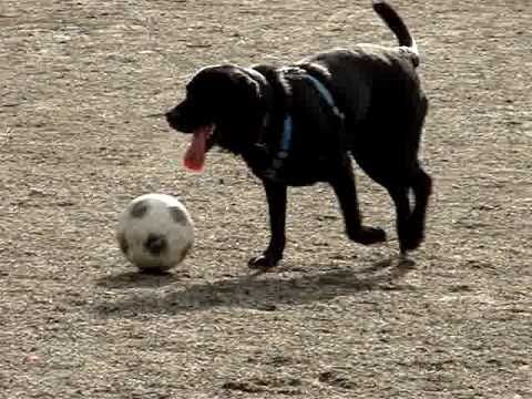 Java the Famous Football Soccer Playing Lab