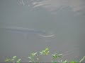 Another Gar fish Another Gar fish
