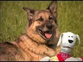 Lotstolearn.com: Buster And Old Macdonald From Lots To Learn Educational Dvds And Children's Video