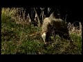 B�rchules