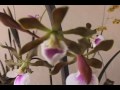 Orquidário Campeche