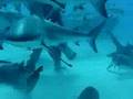 Diving in Freeport, Bahamas