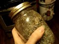 Contaminated grain jar Contaminated grain jar
