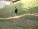 ZOOKIE-1