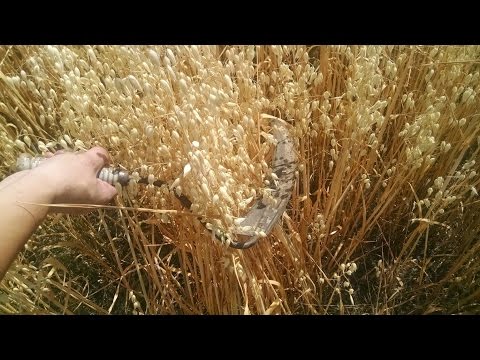 how to harvest hulless oats