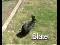 Titania, Smokey, and Slate - Adopt these Bunnies!