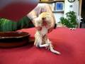 videos de Balthasar