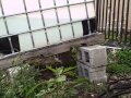 Urban Garden in South Florida - Roots in the City Miami