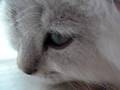 Sanyo HD1010 640 x 480 30 fps MP4 file directly uploaded