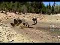 Allosaurus Trap