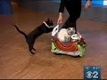 the-rockcats-stray-cat-strut.html