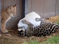 Thumper and Rocco