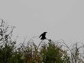 Crow... Is it a Hooded crow or Carrion Crow ? Crow... Is it a Hooded crow or Carrion Crow ?