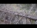 tree choping with dull axe part 2