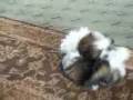 videos de Puppy