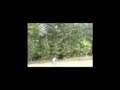 763 Ryders Fiddy Vid