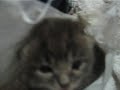 Kitten Sneeze Kitten Sneeze
