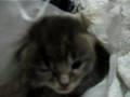 Kitten Sneeze