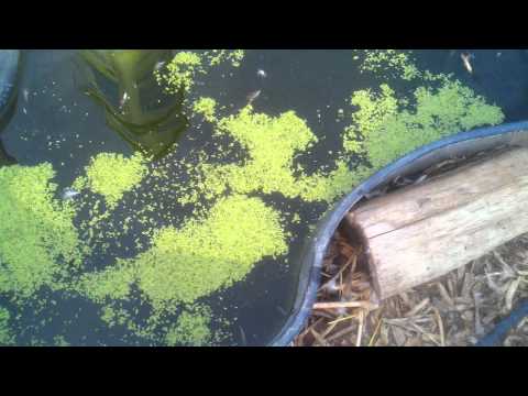 how to harvest duckweed