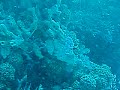 sponges, coral, & a friendly trunkfish at Tenneco Towers